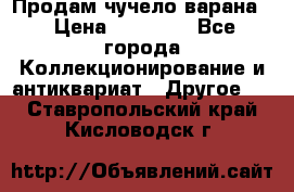 Продам чучело варана. › Цена ­ 15 000 - Все города Коллекционирование и антиквариат » Другое   . Ставропольский край,Кисловодск г.